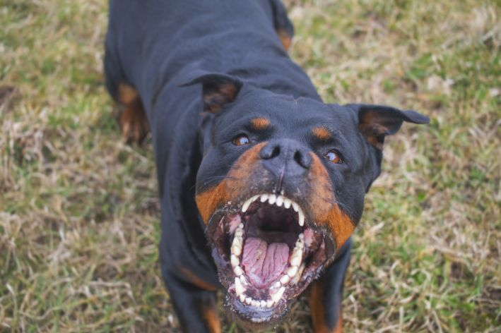 Homem morre após ataque de cães em Capela do Alto