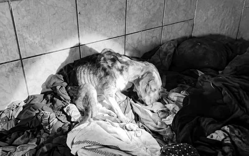 edited_dog_clean_2